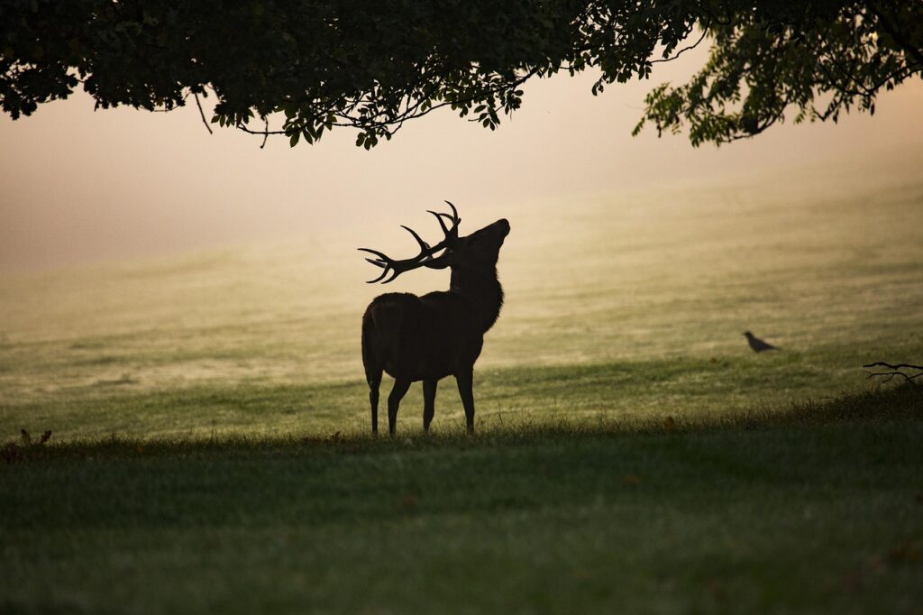 mist, stag, red deer, antler, mammal, animal, forest, nature, wildlife, deer, wilderness, buck, morning, deer, deer, deer, deer, deer