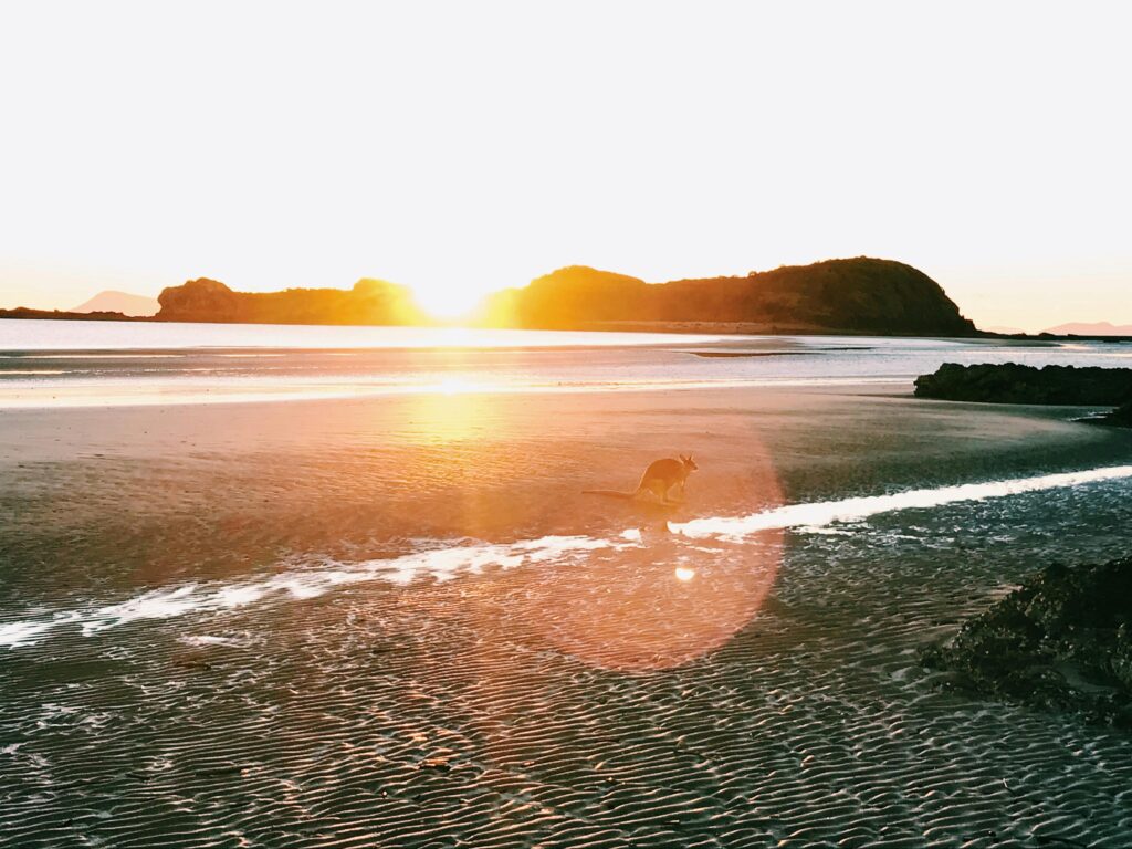 Serene coastal scene with a kangaroo silhouetted against a vibrant sunrise.
